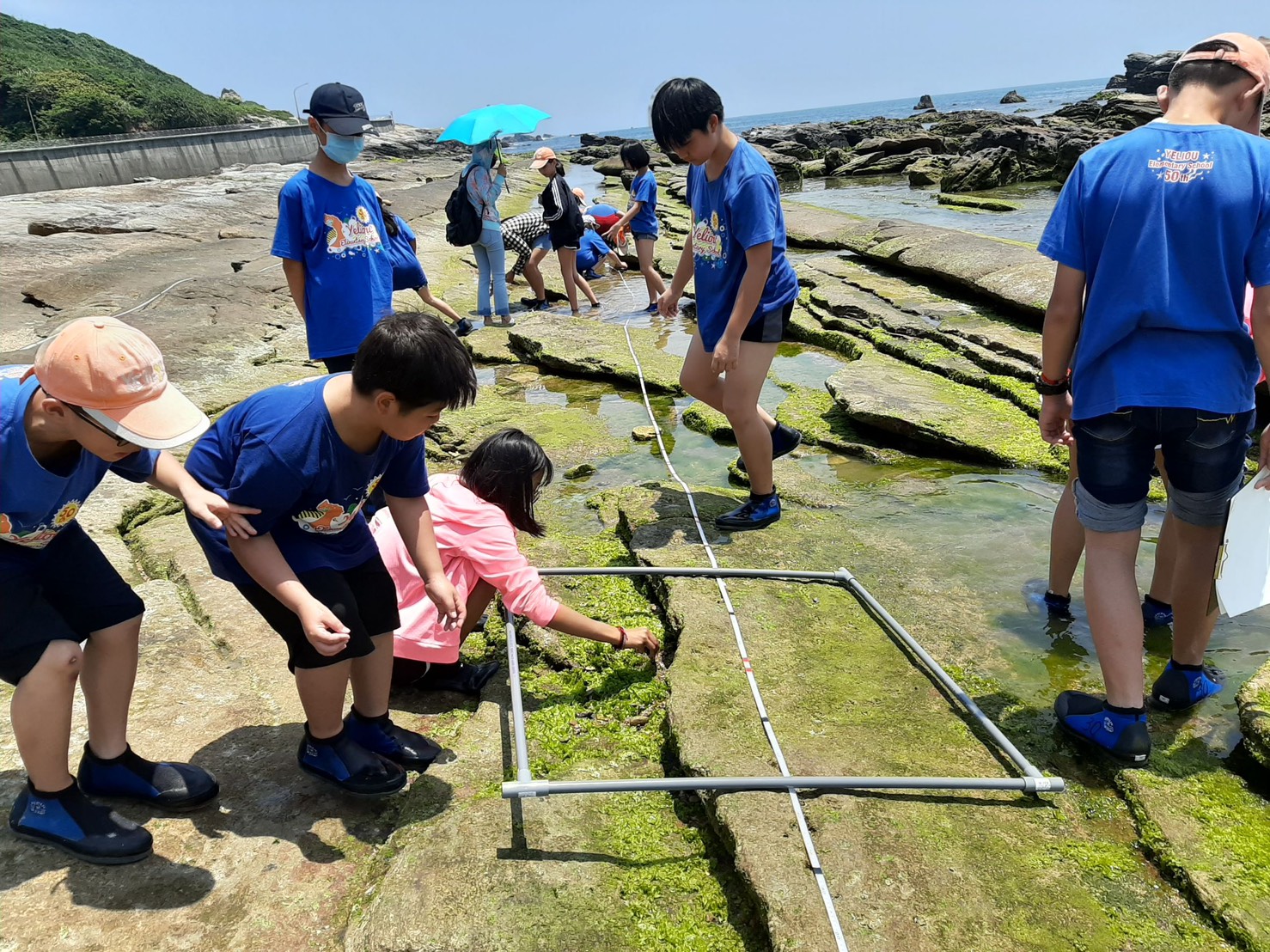 守護海岸-野柳國小潮間帶生態監測學習