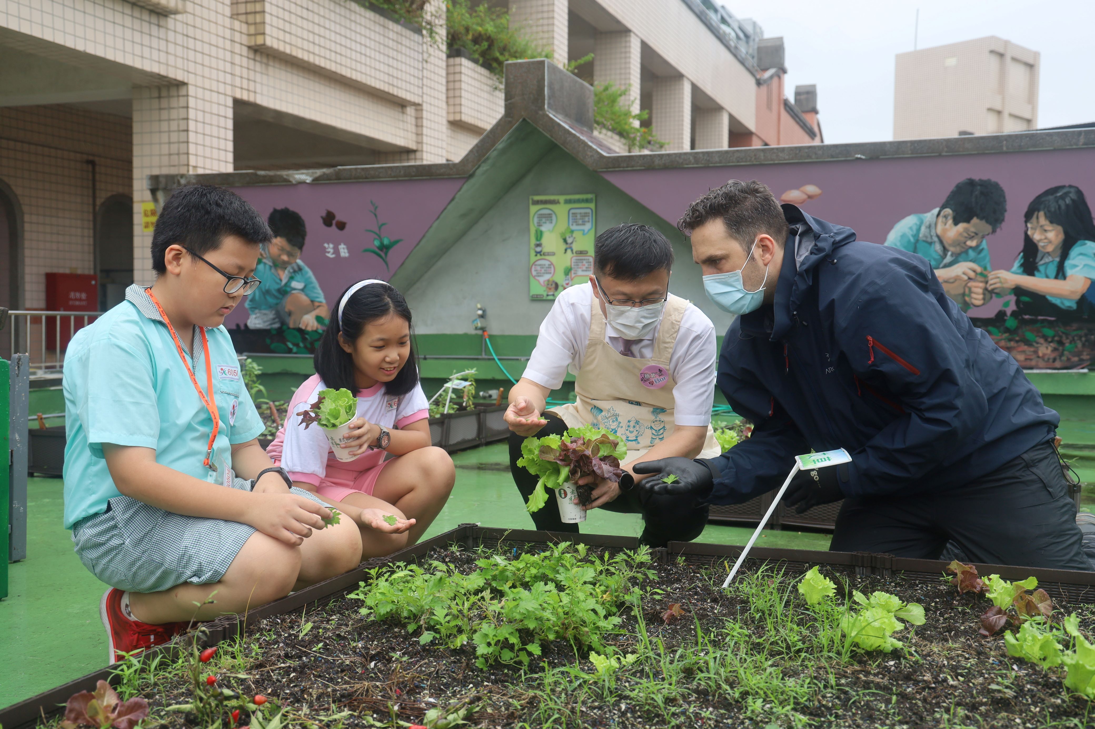 3.學生和局長外師 一起找到種植成愛心形狀的艾草 ，摘下葉片 ，準備製作艾草皂的材料