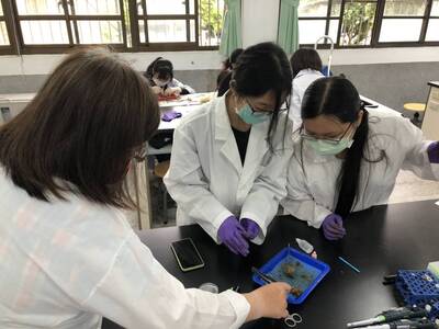 學生進行非洲大蝸牛唾腺內酵素活性測定.