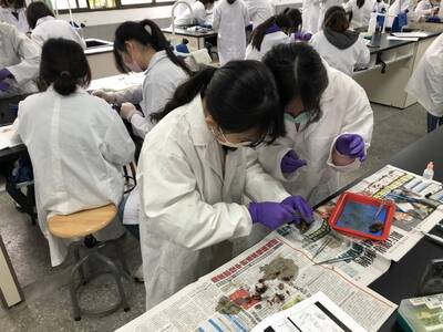 學生進行非洲大蝸牛解剖.