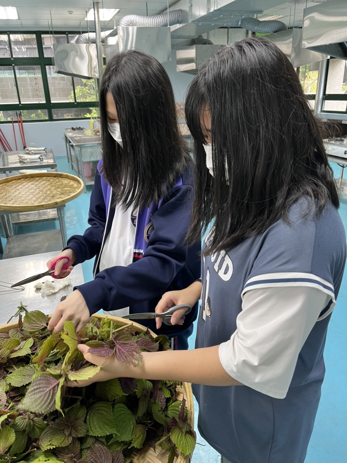 紫蘇葉片的整理準備風乾.jpg