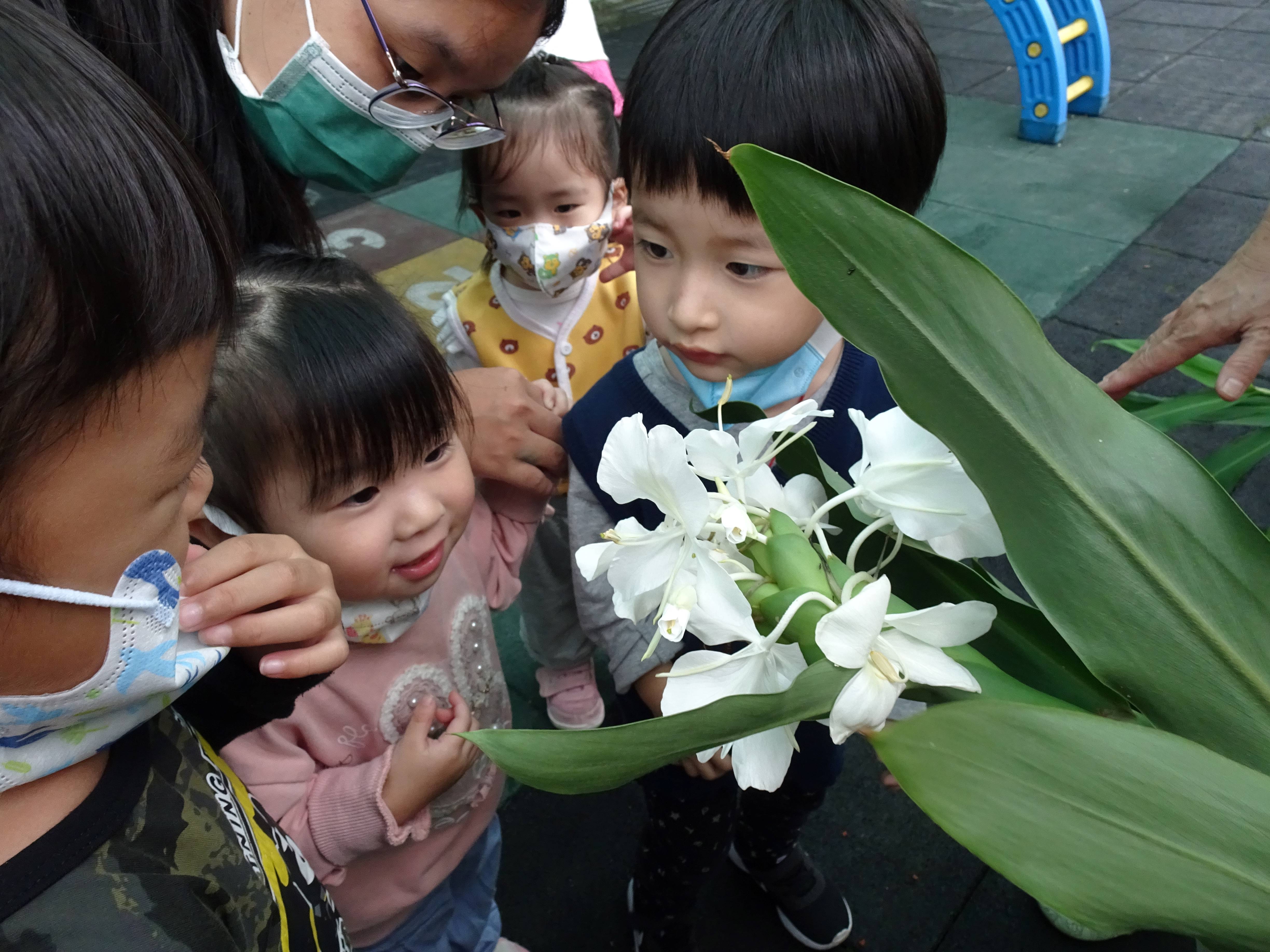 雙溪國小附設幼兒園幼小班生至戶外觀察野薑花課程.JPG