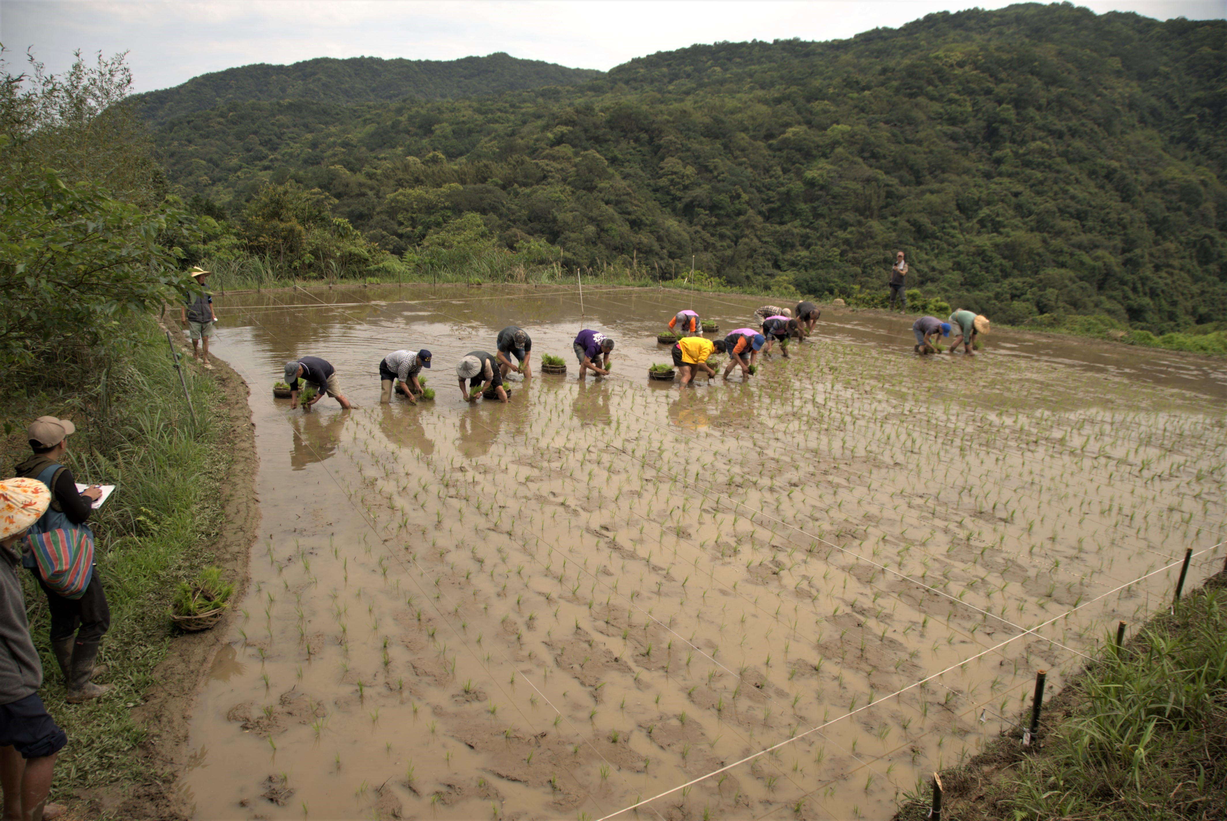 插秧高手賽由在地農民及石門嵩山社區農民共同參與_0.jpg