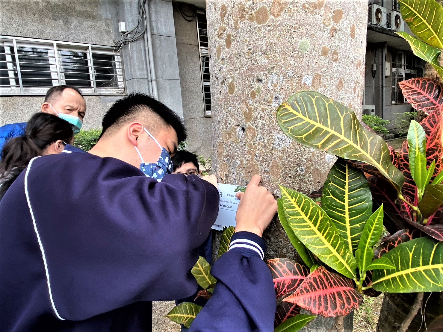 八里國中學生動手掛樹木解說牌.jpg